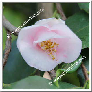 Camellia Botanique 'C. rosaeflora 'Cascade''