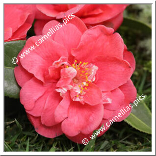 Camellia Hybrid 'Rosàlia de Castro'