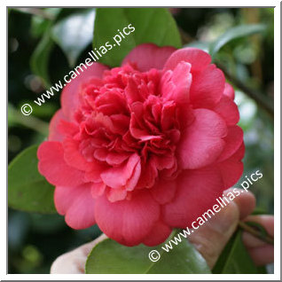 Camellia Japonica 'Rose Anemone'