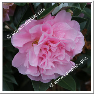 Camellia Hybrid C.x williamsii 'Rose Bouquet'