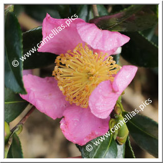 Camellia Sasanqua 'Rose de Ségur'