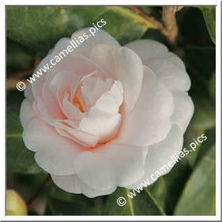 Camellia Japonica 'Rose des Sables'