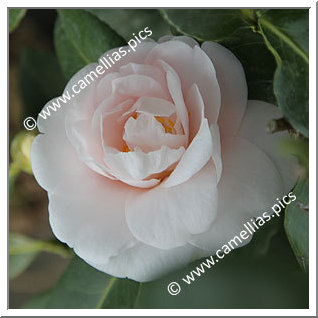 Camellia Japonica 'Rose des Sables'