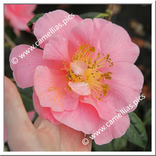 Camellia Hybrid C.reticulata  'Rose du Steir'