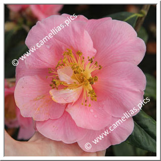 Camellia Hybride C.reticulata 'Rose du Steir'