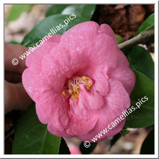 Camellia Japonica 'Rose Mallow'