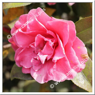 Camellia Hybride C.x williamsii 'Rose Parade'