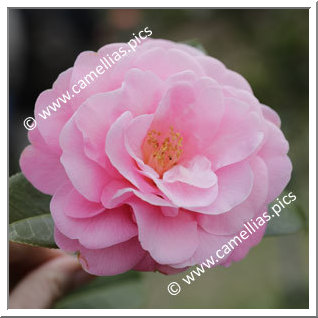Camellia Hybride C.x williamsii 'Rose Quartz'