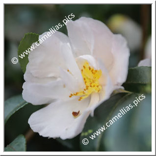 Camellia Sasanqua 'Rosea'
