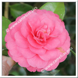 Camellia Japonica 'Rosea Plena'