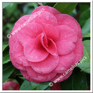 Camellia Japonica 'Rosea Superba'