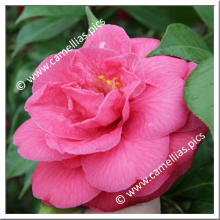 Camellia Japonica 'Rosea Superba'