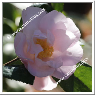 Camellia Sasanqua 'F.L.M. Rosella '