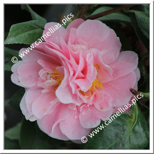 Camellia Japonica 'Rosemary Kinzer'