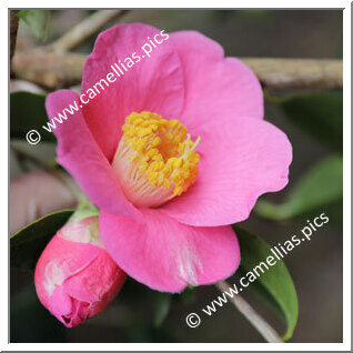 Camellia Hybride C.x williamsii 'Rosemary Williams'