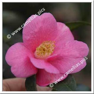 Camellia Hybrid C.x williamsii 'Rosemary Williams'