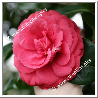 Camellia Japonica 'Rosendale's Beauty'