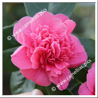 Camellia Japonica 'Rosetta '