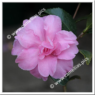 Camellia Sasanqua 'Rosette'
