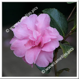 Camellia Sasanqua 'Rosette'