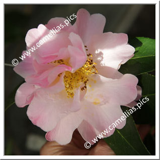 Camellia Hybride C.x williamsii 'Rosina Sobeck '