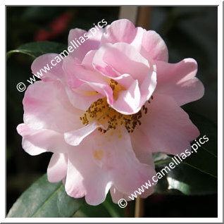 Camellia Hybride C.x williamsii 'Rosina Sobeck '