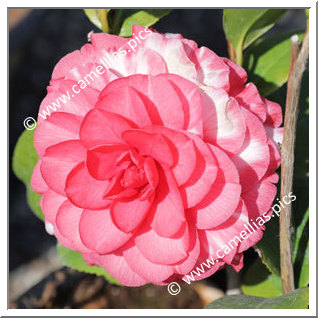 Camellia Japonica 'Nuccio's Bella Rossa Variegated'