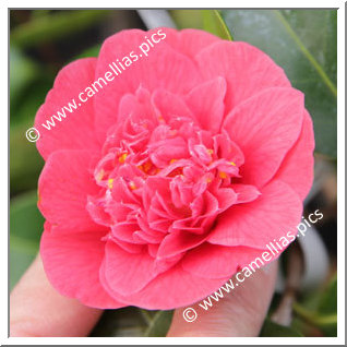 Camellia Japonica 'Rossii '