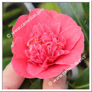 Camellia Japonica 'Rossii '