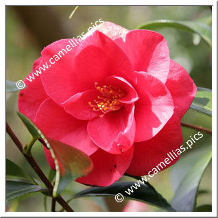 Camellia Japonica 'Rouge Baiser'
