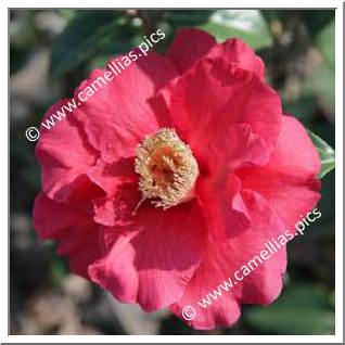 Camellia Hybride 'Royalty'