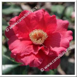 Camellia Hybrid 'Royalty'