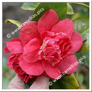 Camellia Japonica 'Rubina'