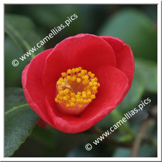 Camellia Japonica 'Rubra'