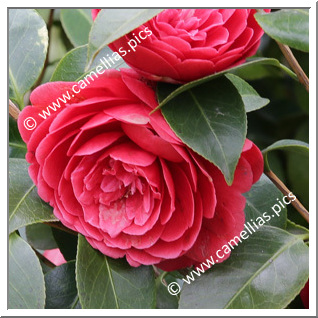 Camellia Japonica 'Rubra Maxima'