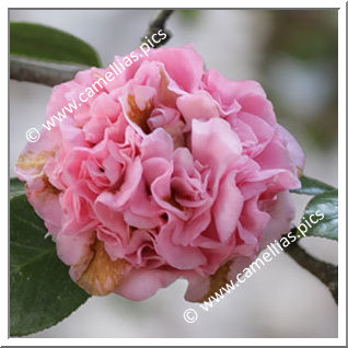 Camellia Japonica 'Rubra Virginalis'