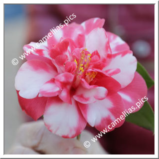 Camellia Japonica 'Rubricaulis'