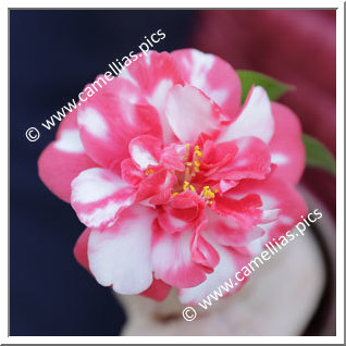 Camellia Japonica 'Rubricaulis'