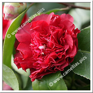 Camellia Hybrid C.x williamsii 'Ruby Wedding'