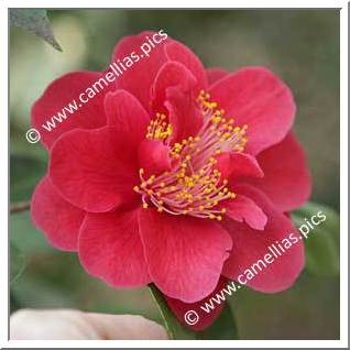 Camellia Japonica 'Ruddigore'