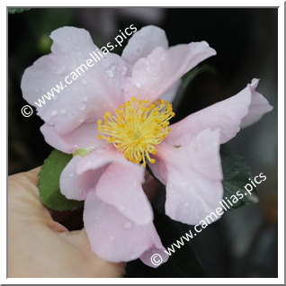 Camellia Sasanqua 'Russhay'