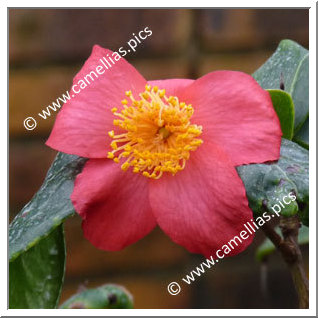 Camellia Species C. japonica ssp. rusticana