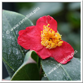 Camellia Botanique 'C. japonica ssp. rusticana'