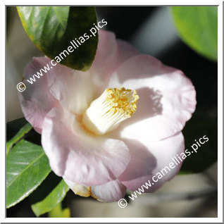 Camellia Japonica 'Robin Ruth Ray'