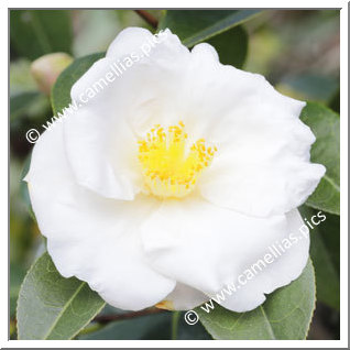 Camellia Japonica 'Ryûge'