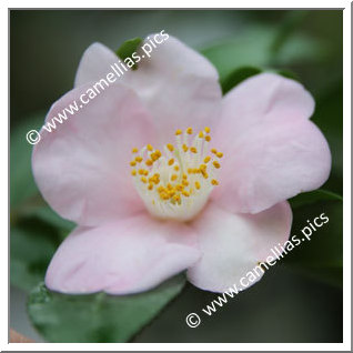Camellia Hybride 'Ryûkyû-no-kaori'