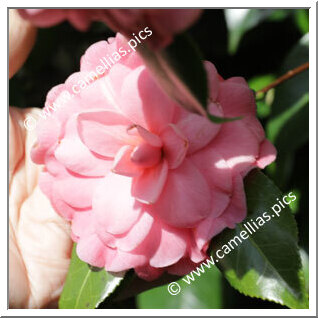 Camellia Japonica 'Sacco de Lainate'