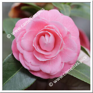 Camellia Japonica 'Sacco de Lainate'