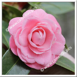 Camellia Japonica 'Sacco de Lainate'