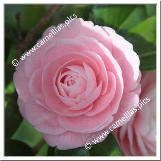 Camellia Japonica 'Sacco Nova'